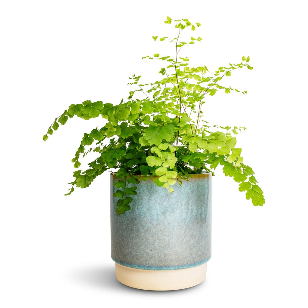 Adiantum Fragrans - Delta Maidenhair Fern
