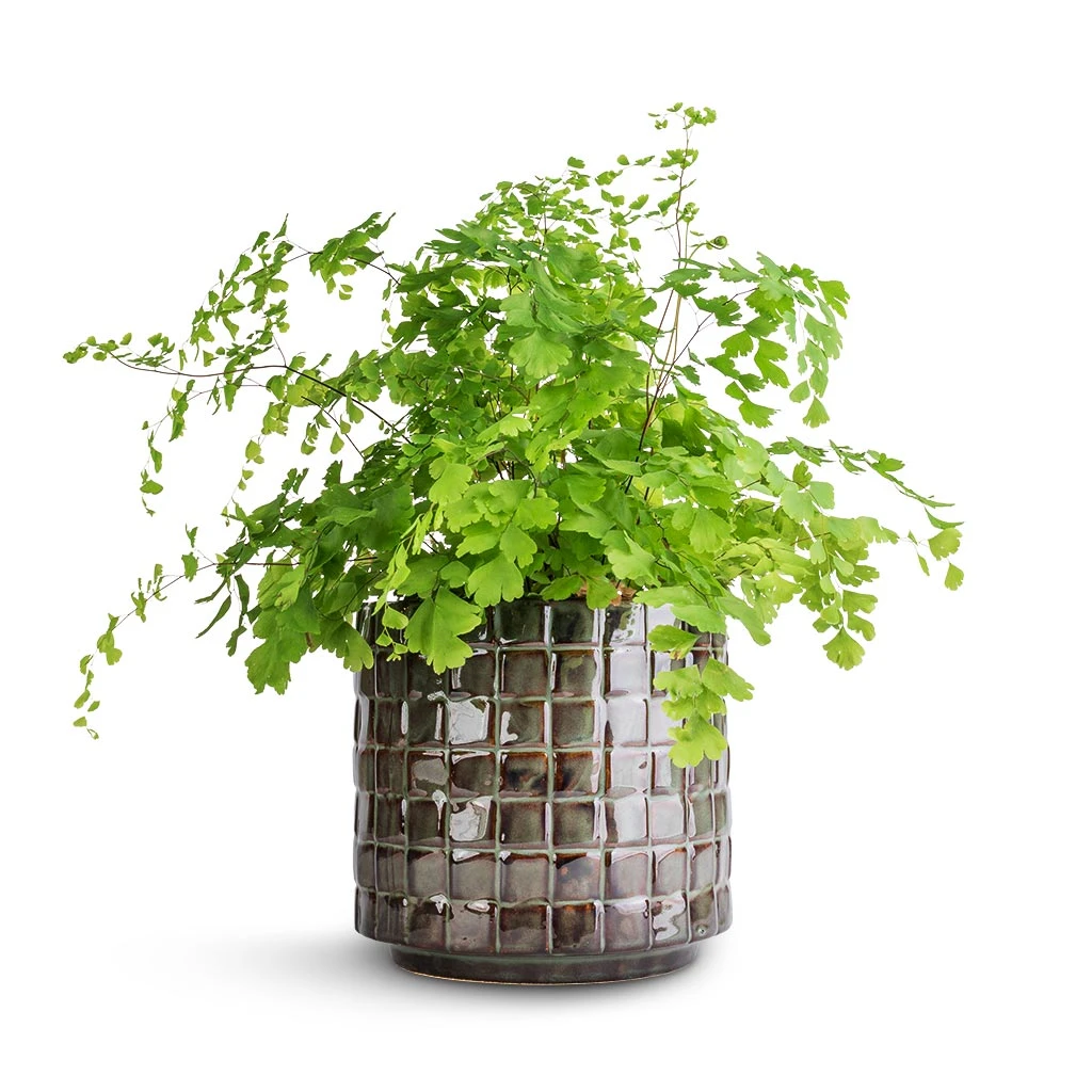 Adiantum Fragrans - Delta Maidenhair Fern - Image 4