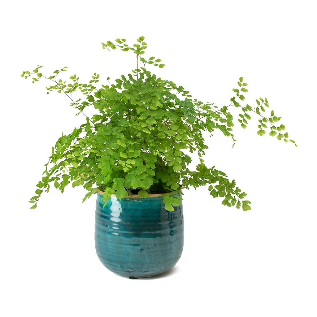 Adiantum Fragrans - Delta Maidenhair Fern - Image 5
