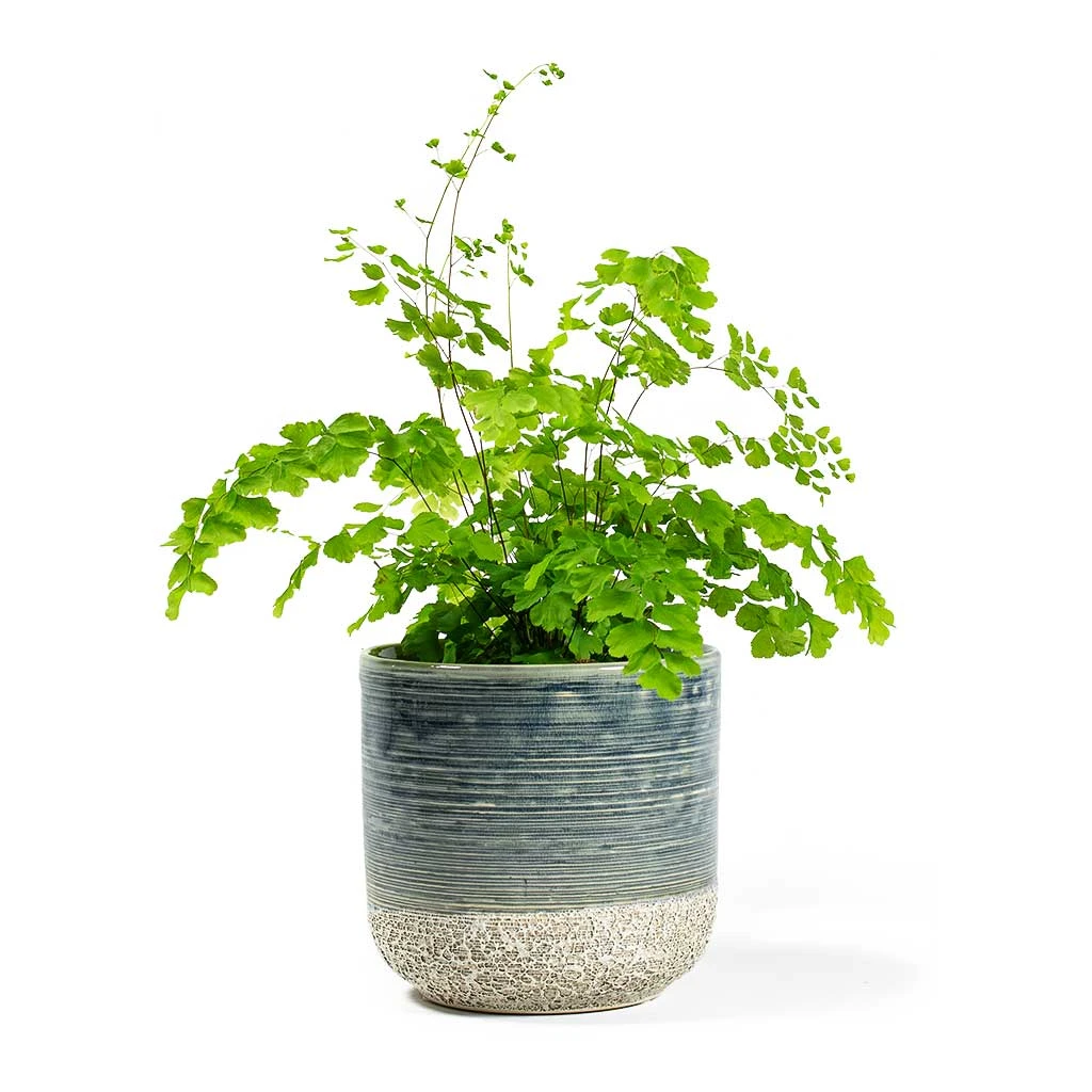 Adiantum Fragrans - Delta Maidenhair Fern - Image 7
