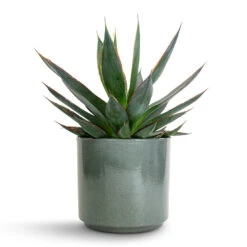 Agave Shaka Zulu