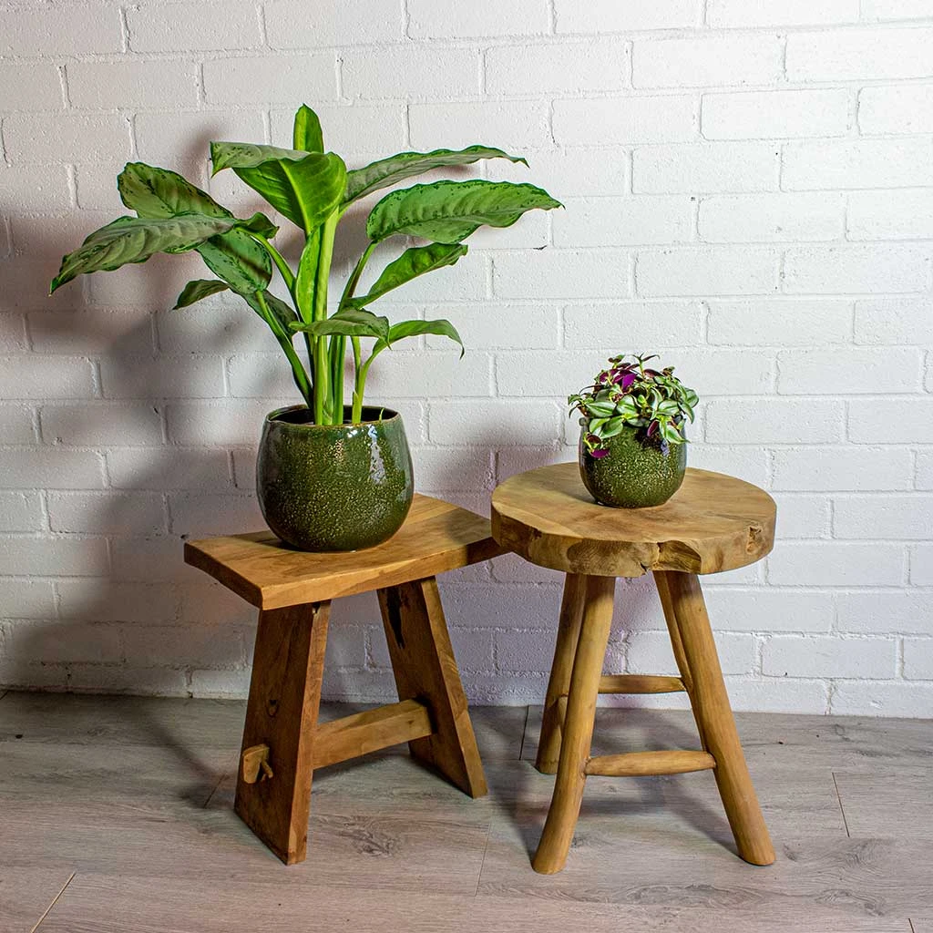 Tradescantia Zebrina - Inch Plant - Image 9