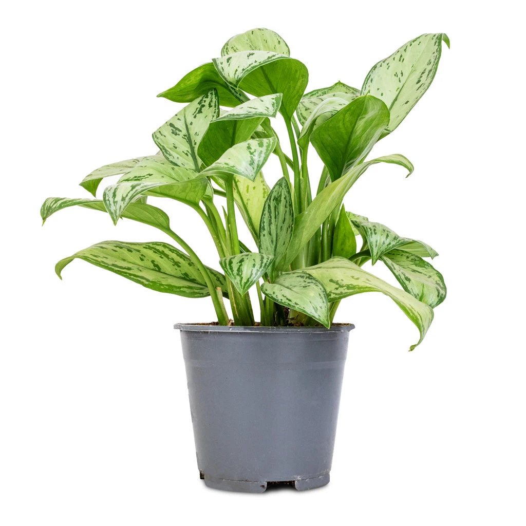 Aglaonema Christina - Chinese Evergreen - Image 3