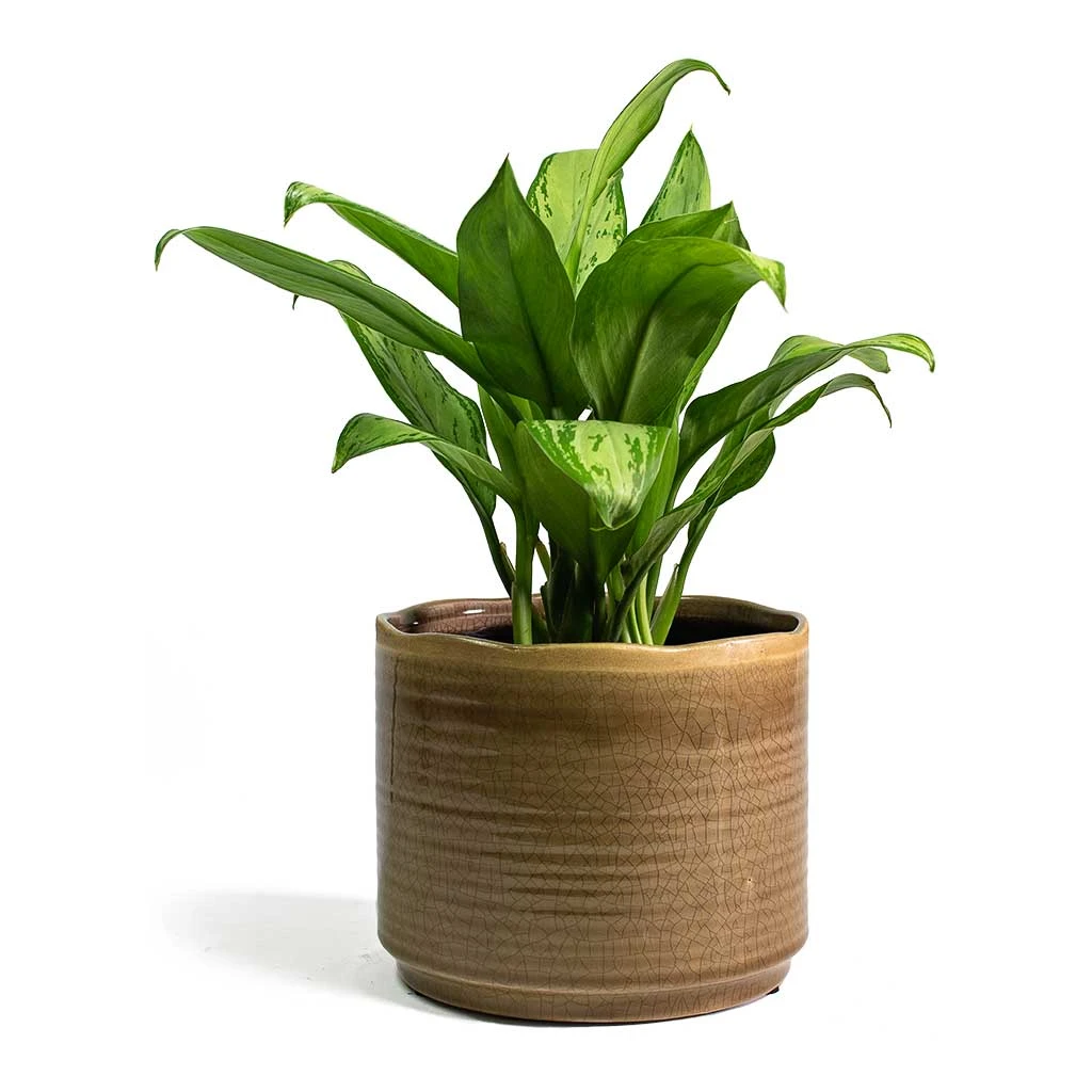 Aglaonema Christina - Chinese Evergreen - Image 7