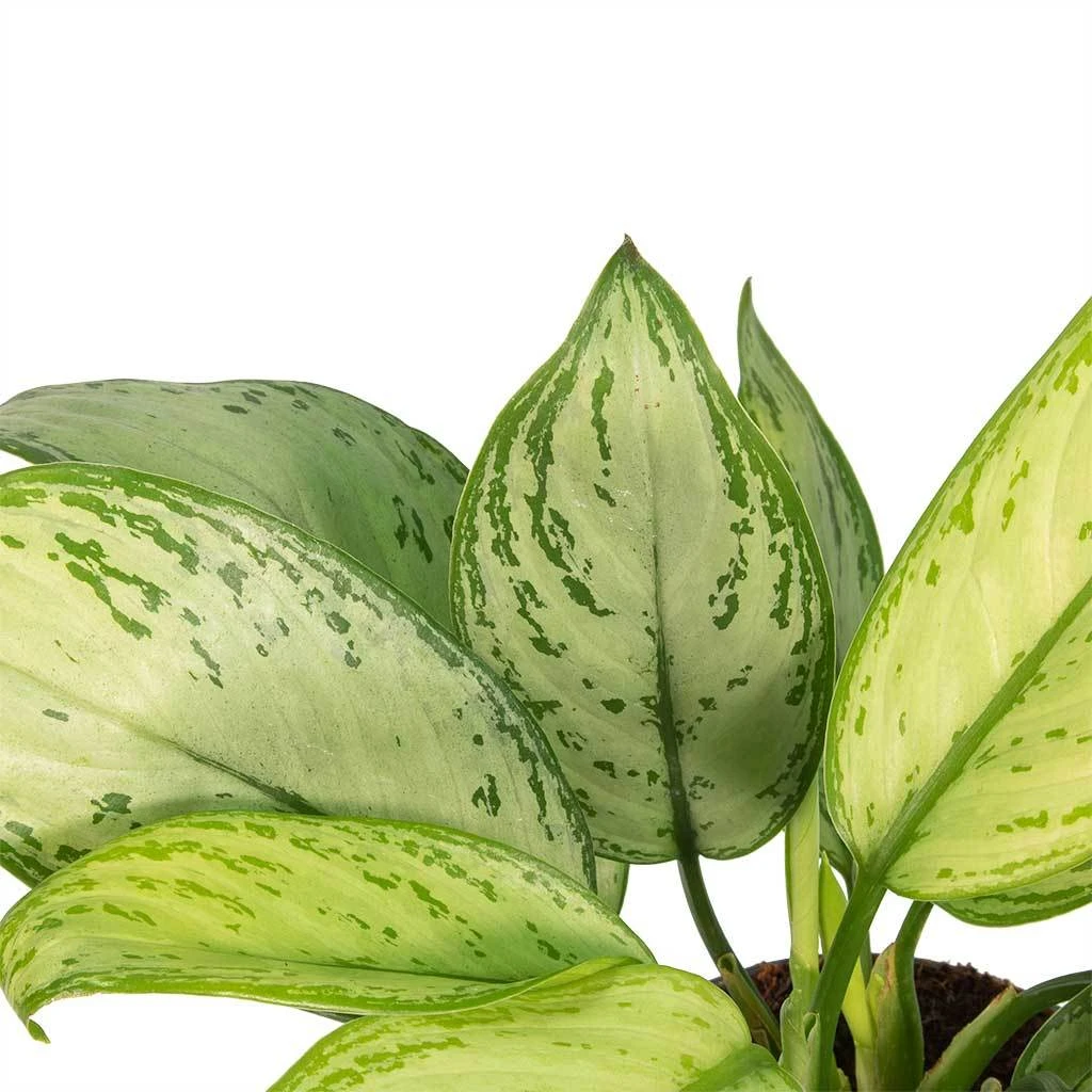 Aglaonema Christina - Chinese Evergreen - Image 2