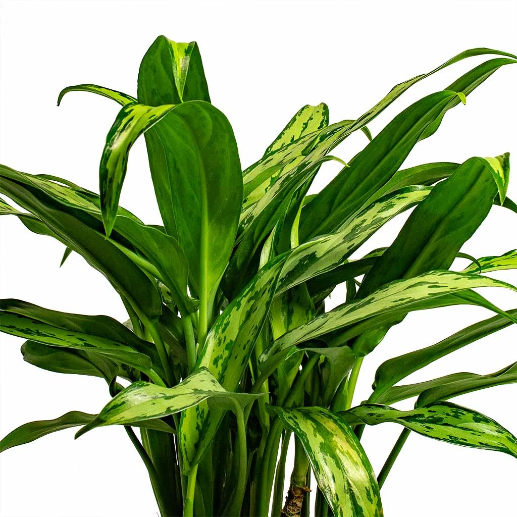 Aglaonema Cutlass - Chinese Evergreen - Image 6