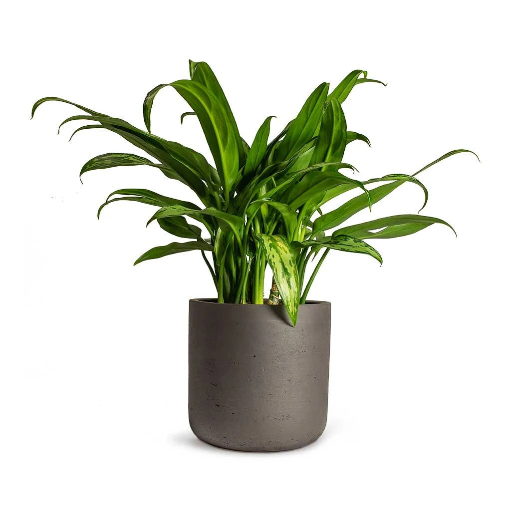 Aglaonema Cutlass - Chinese Evergreen - Image 5