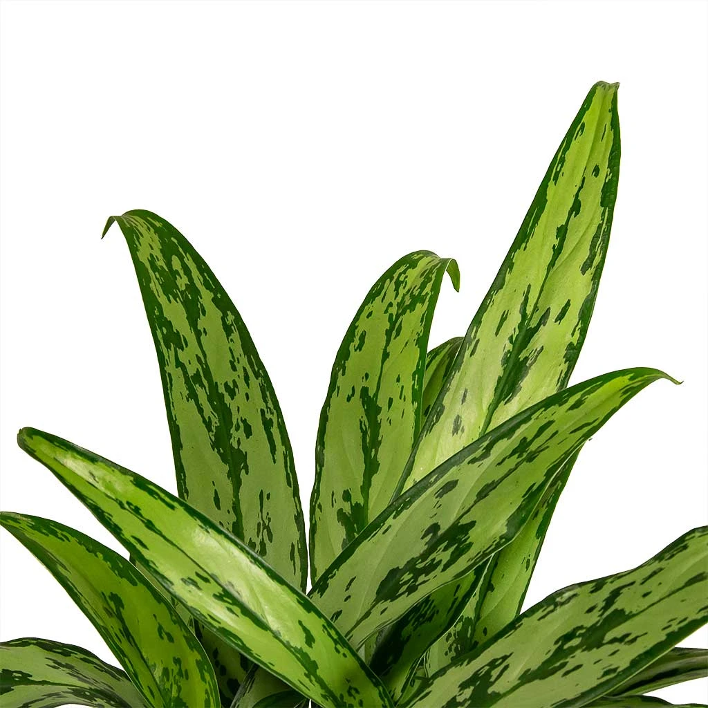 Aglaonema Cutlass - Chinese Evergreen - Image 7