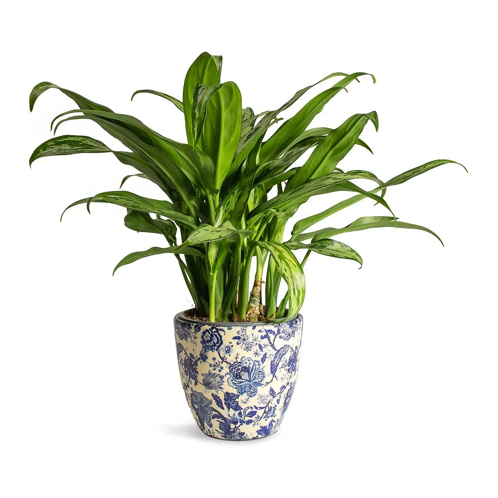 Aglaonema Cutlass - Chinese Evergreen - Image 8
