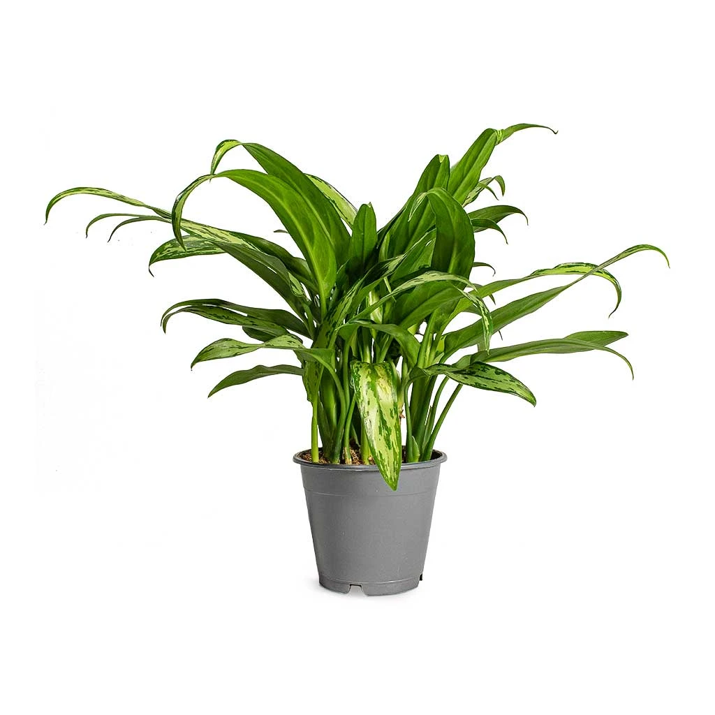 Aglaonema Cutlass - Chinese Evergreen - Image 4