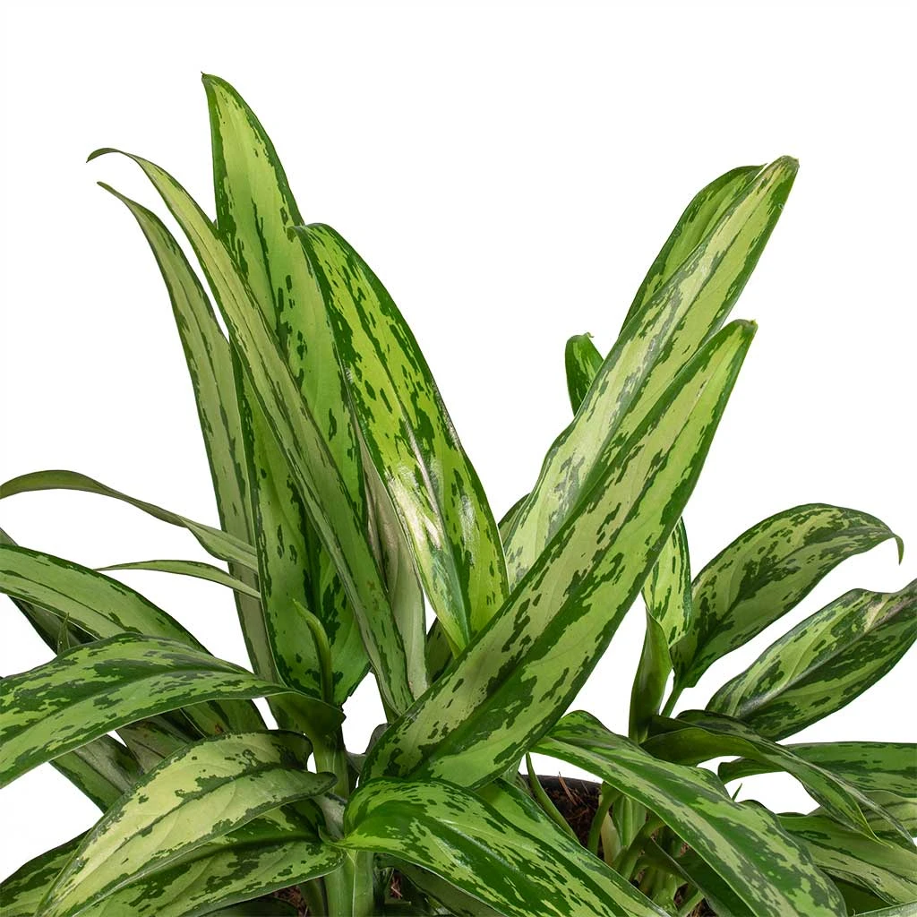Aglaonema Cutlass - Chinese Evergreen - Image 2