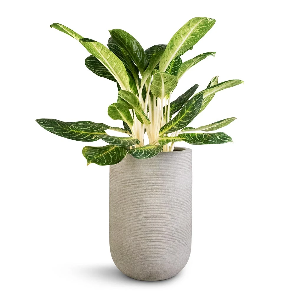 Cody Plant Vase - Ridged Cement - Image 4