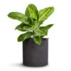 Aglaonema Lemon Mint - Chinese Evergreen