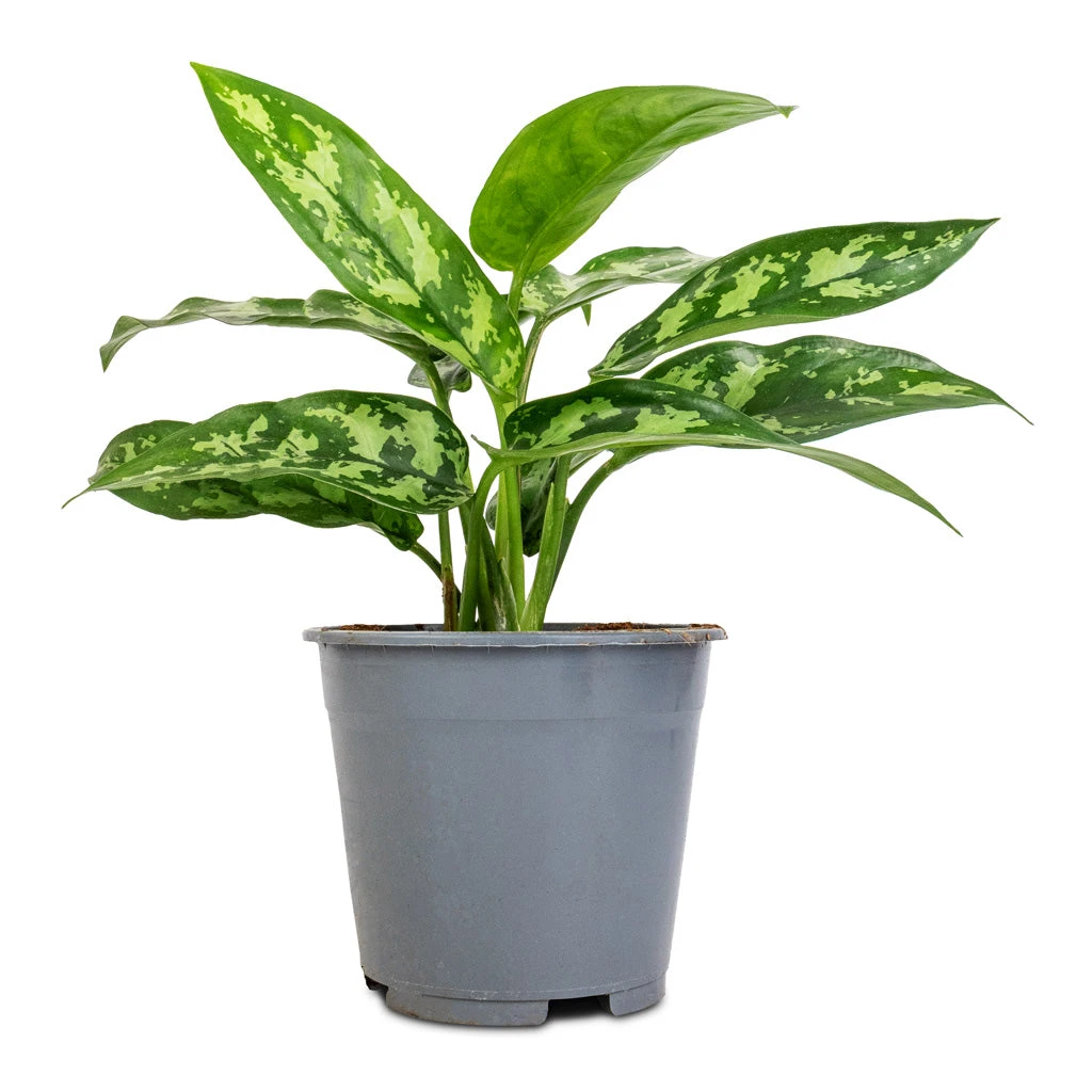 Aglaonema Maria - Chinese Evergreen - Image 13
