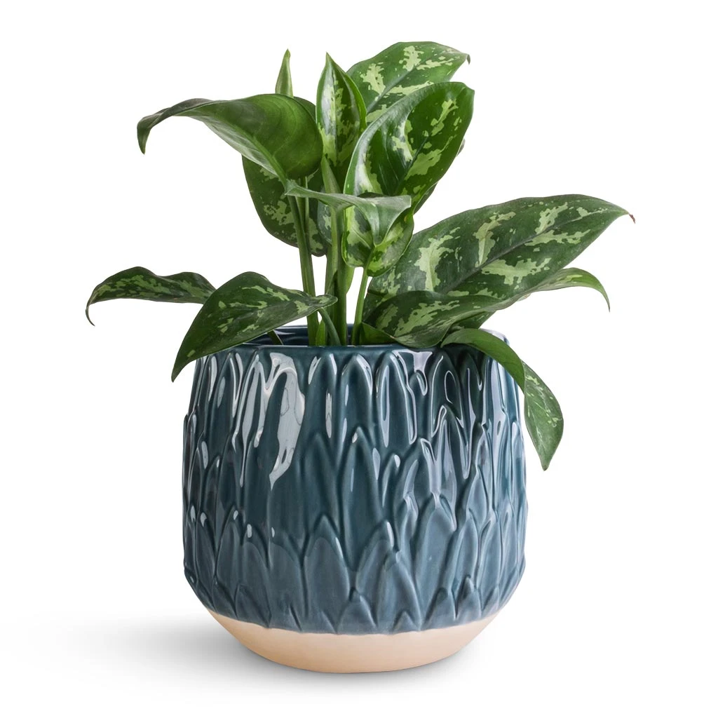Aglaonema Maria - Chinese Evergreen - Image 5