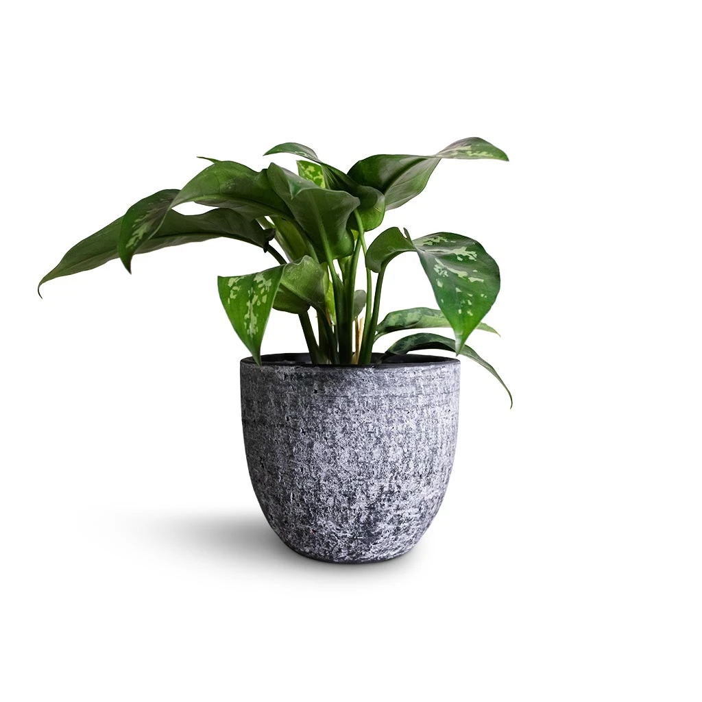 Aglaonema Maria - Chinese Evergreen - Image 8