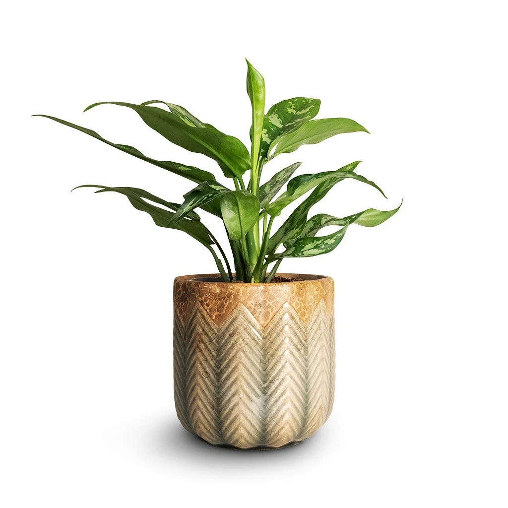 Aglaonema Maria - Chinese Evergreen - Image 6