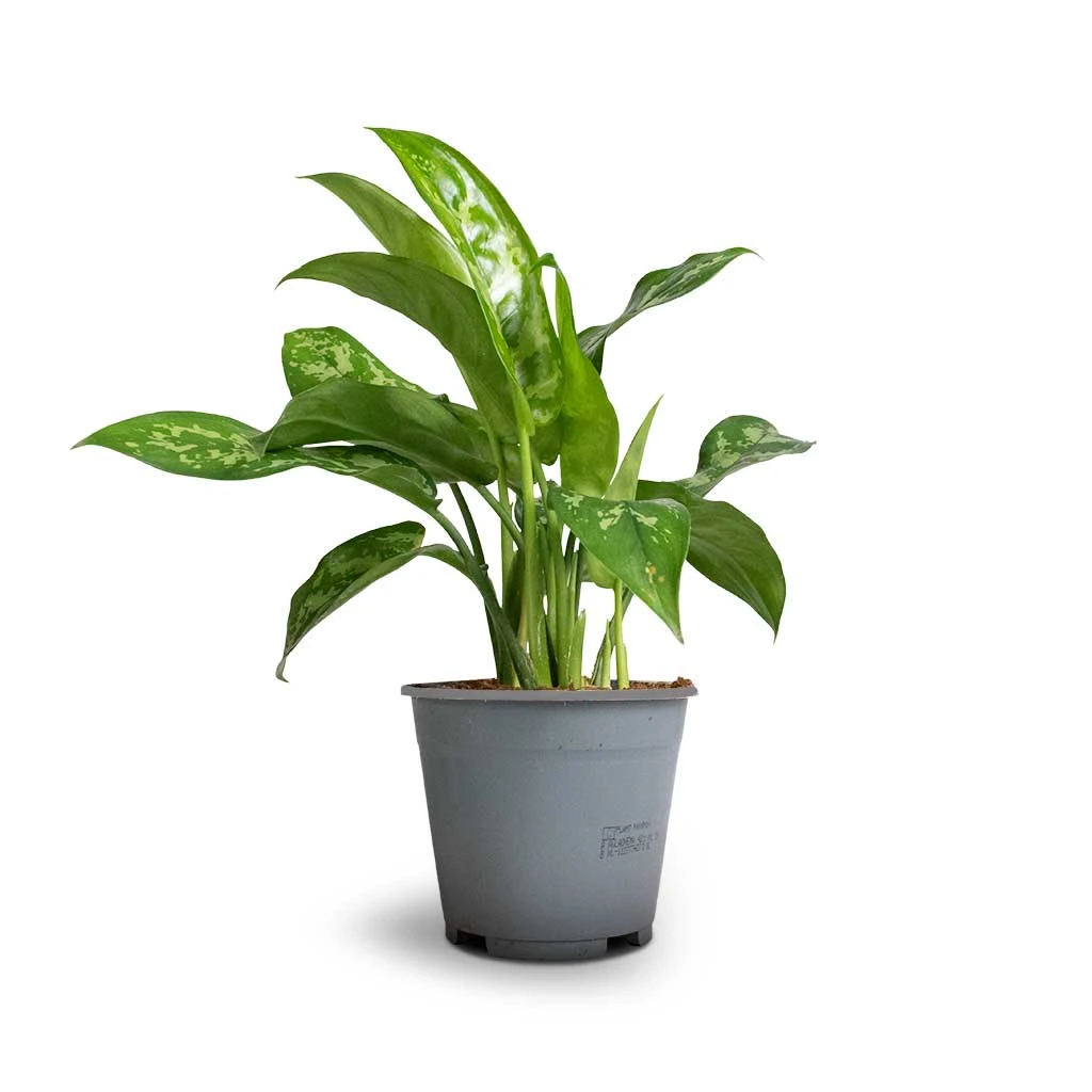 Aglaonema Maria - Chinese Evergreen - Image 4