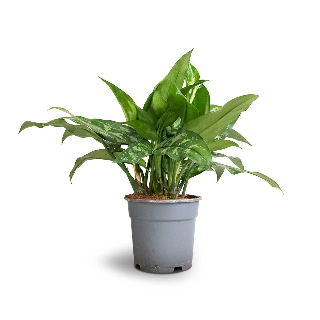 Aglaonema Maria - Chinese Evergreen - Image 9