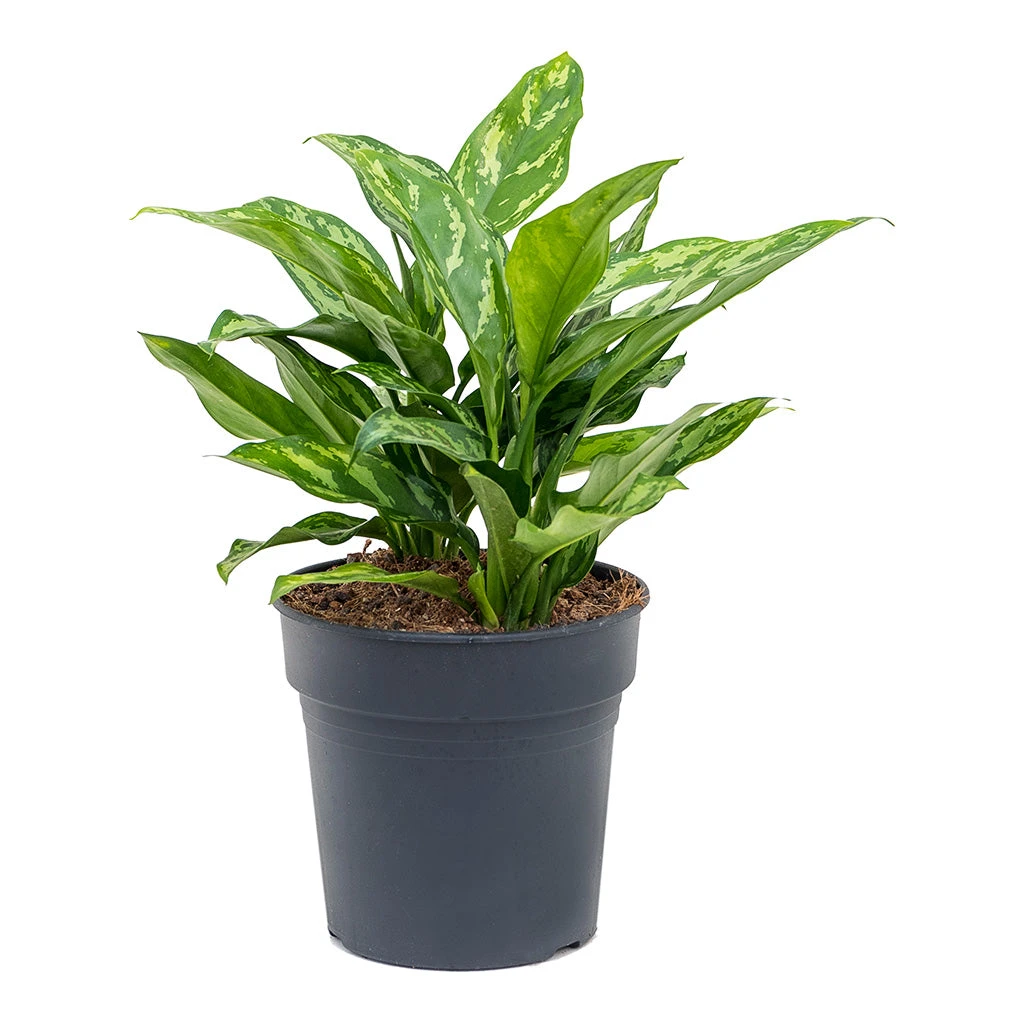 Aglaonema Maria - Chinese Evergreen - Image 11