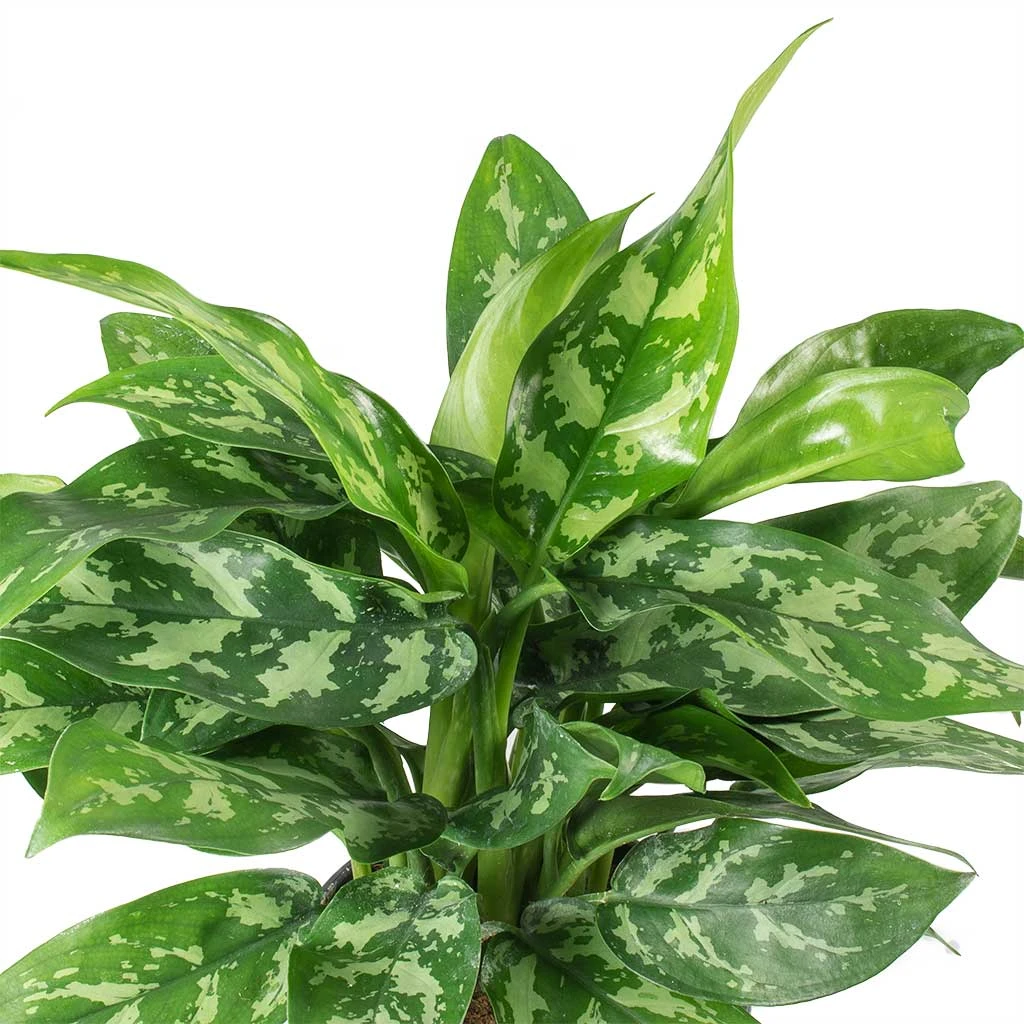Aglaonema Maria - Chinese Evergreen - Image 2