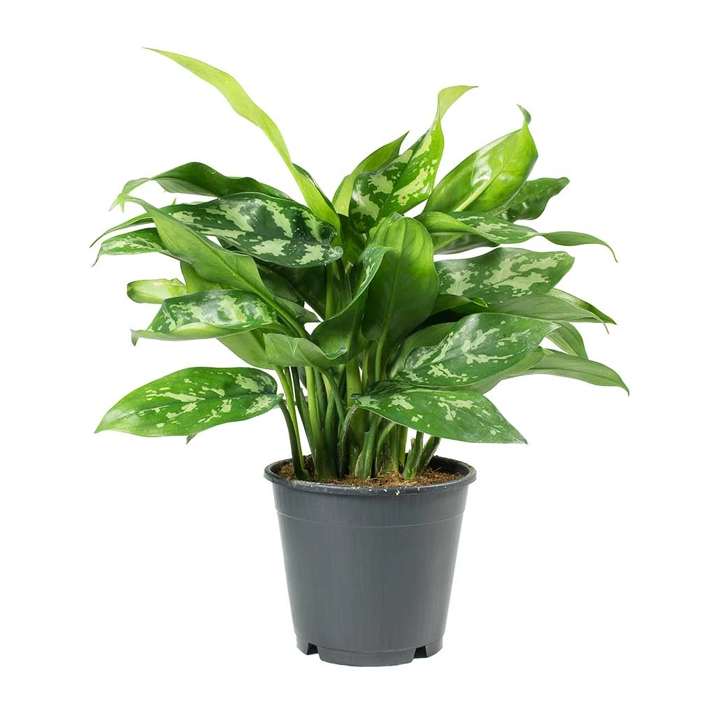Aglaonema Maria - Chinese Evergreen - Image 7