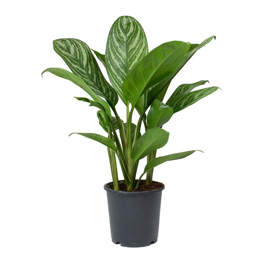 Aglaonema Stripes - Chinese Evergreen - Image 8
