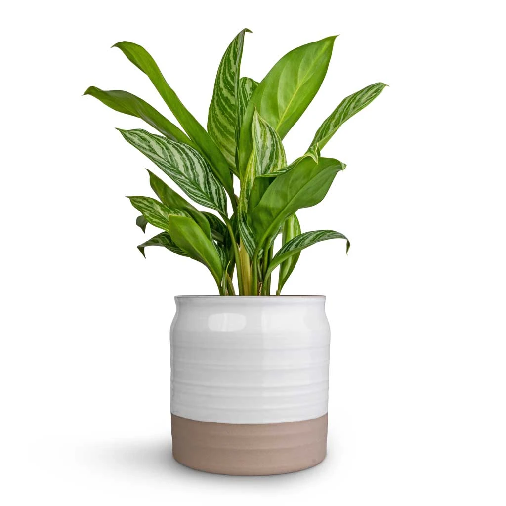 Aglaonema Stripes - Chinese Evergreen - Image 9
