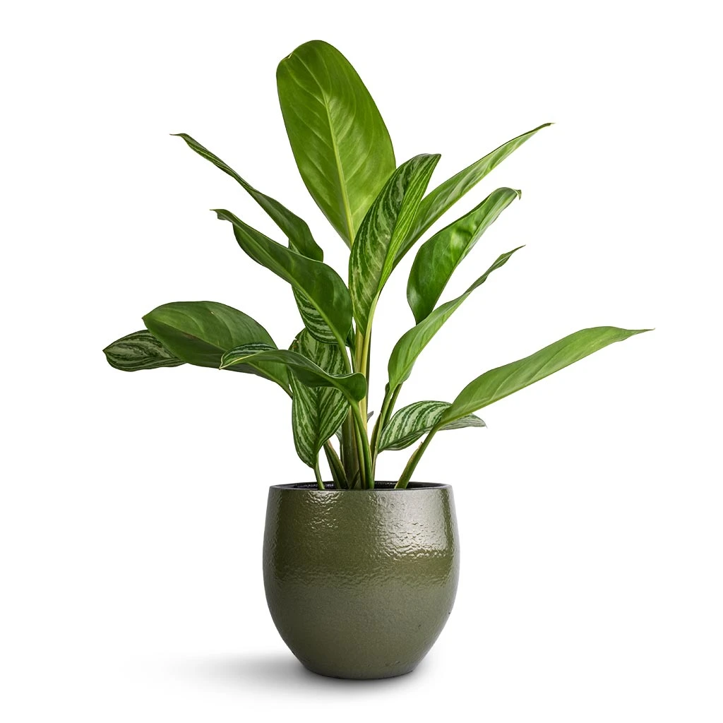 Aglaonema Stripes - Chinese Evergreen - Image 10