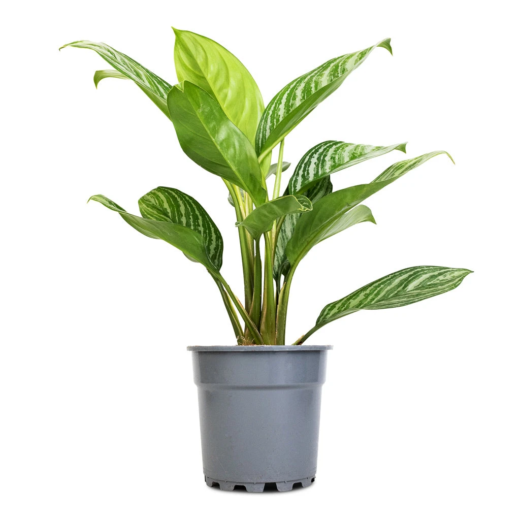 Aglaonema Stripes - Chinese Evergreen - Image 3