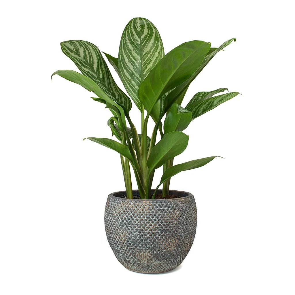 Aglaonema Stripes - Chinese Evergreen - Image 7