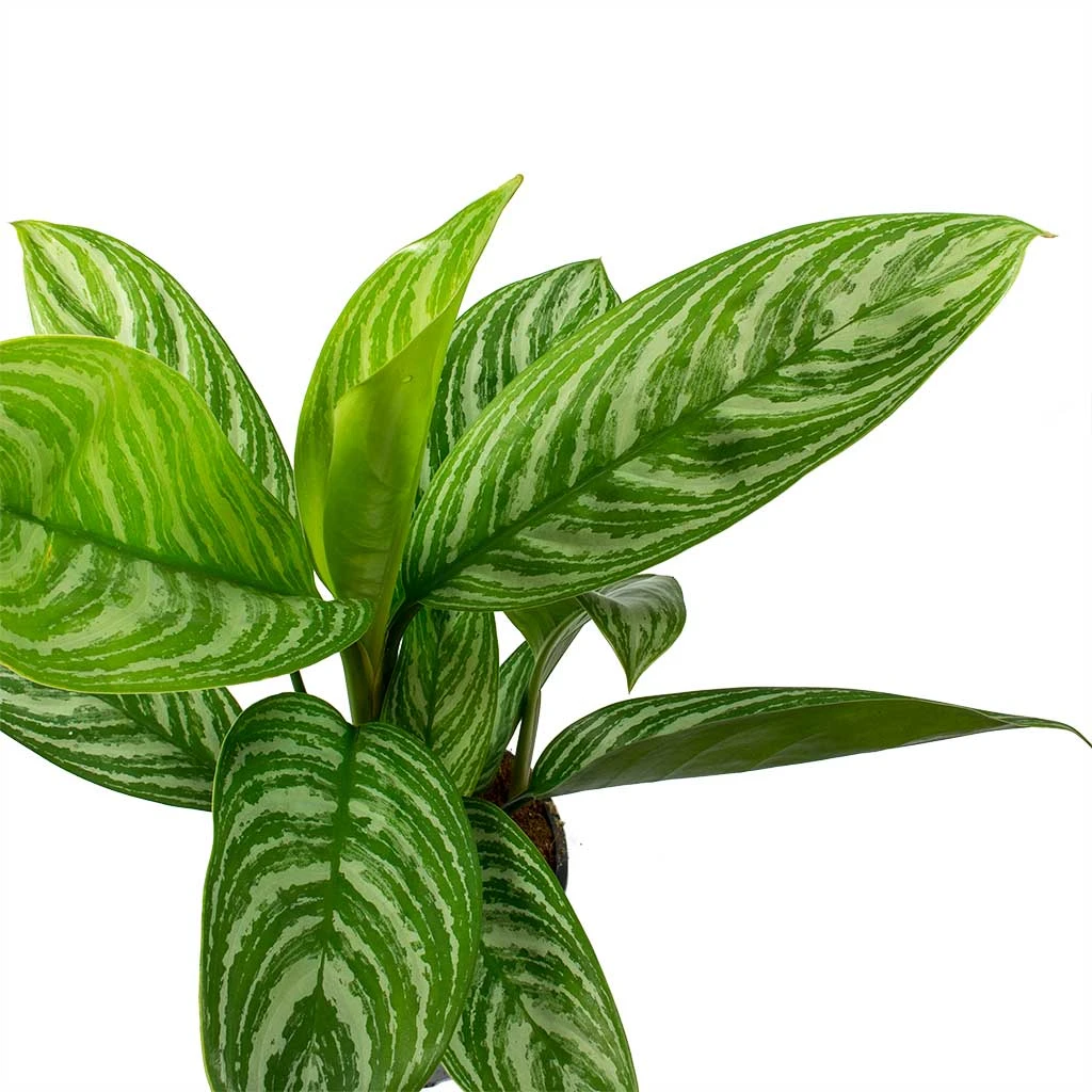 Aglaonema Stripes - Chinese Evergreen - Image 2