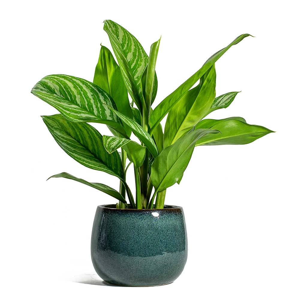 Aglaonema Stripes - Chinese Evergreen - Image 5
