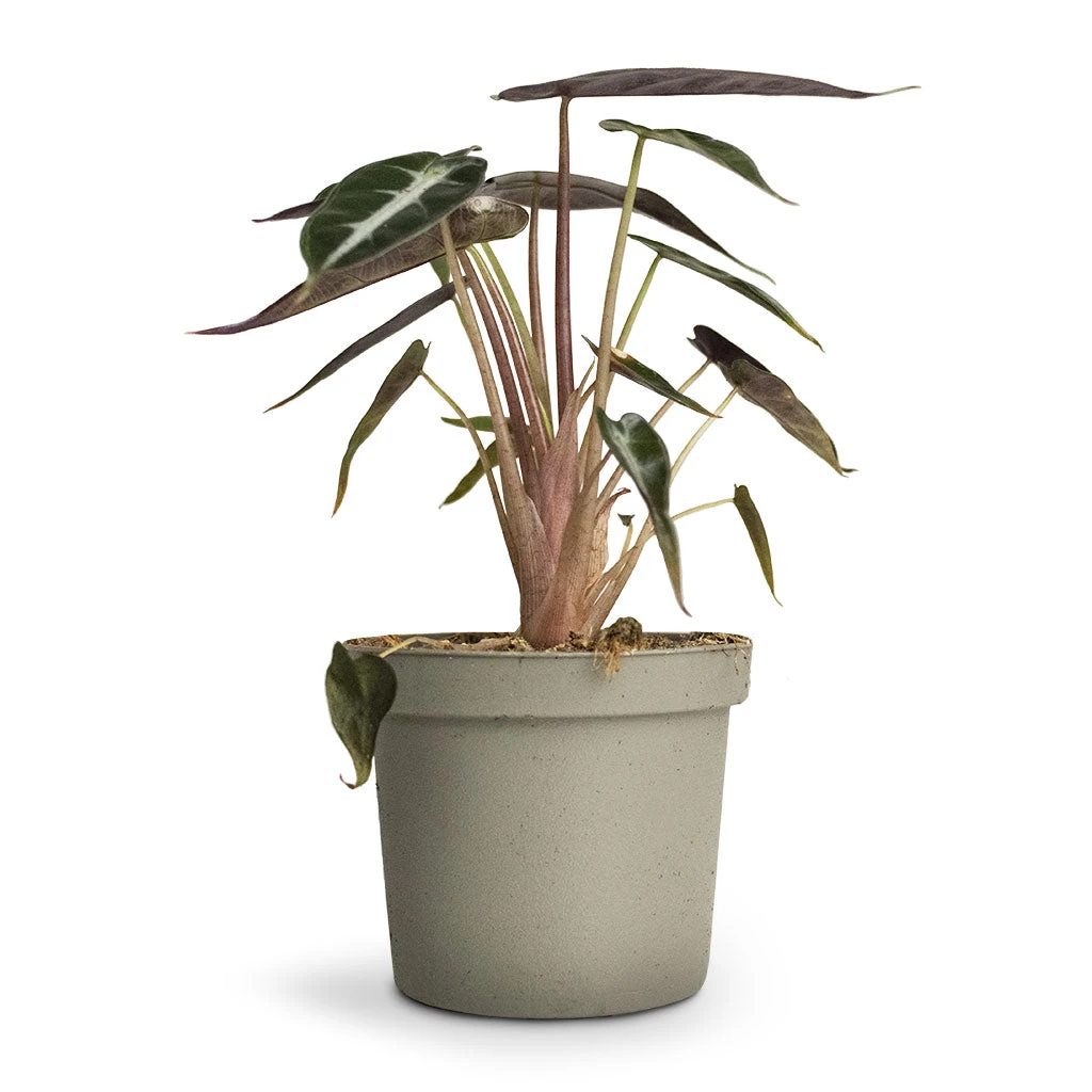 Alocasia Bambino Arrow - Jewel Alocasia - Image 5