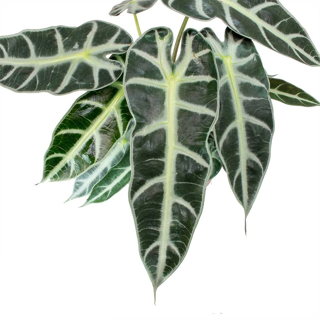Alocasia Bambino Arrow - Jewel Alocasia - Image 2