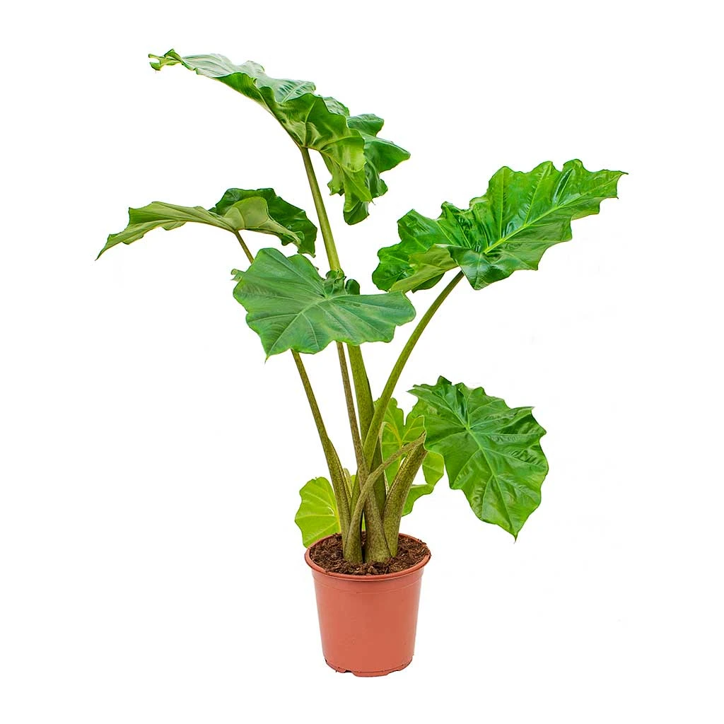 Alocasia Portodora - Upright Elephant Ear - Image 11