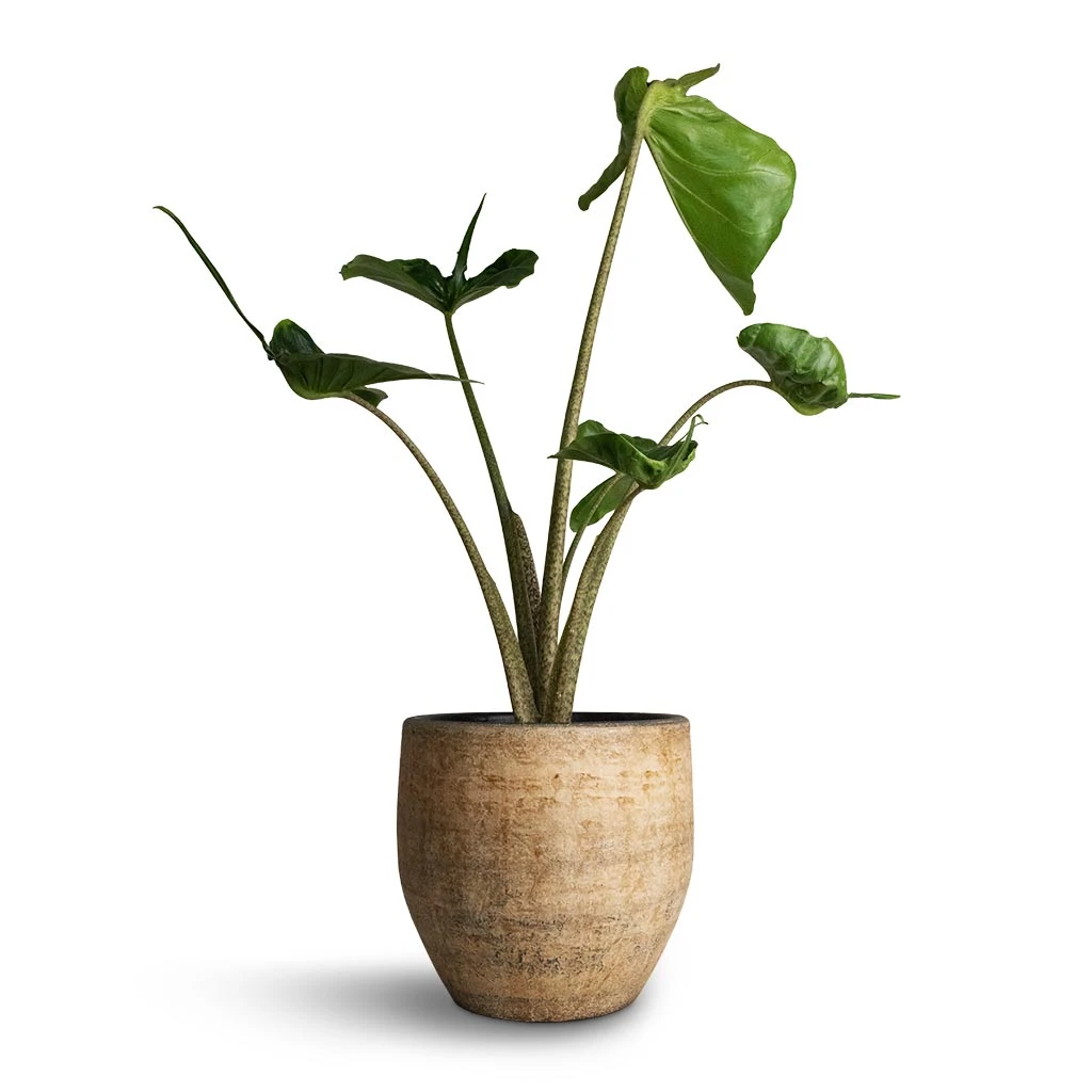 Alocasia Stingray - Elephant Ear - Image 13