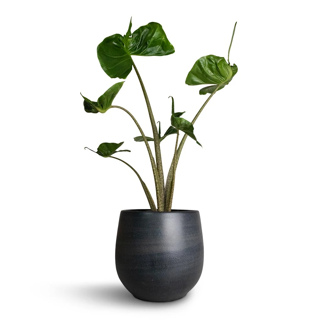 Alocasia Stingray - Elephant Ear - Image 10