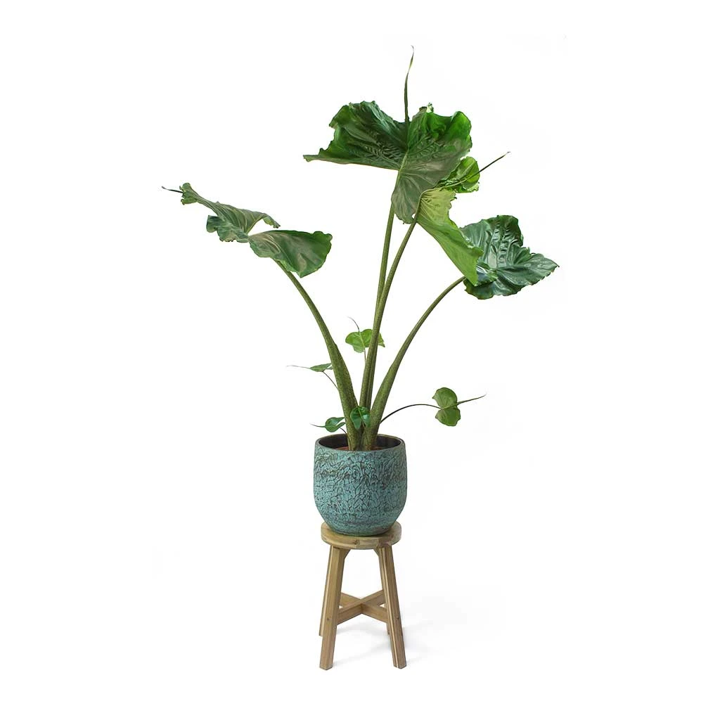 Alocasia Stingray - Elephant Ear - Image 16