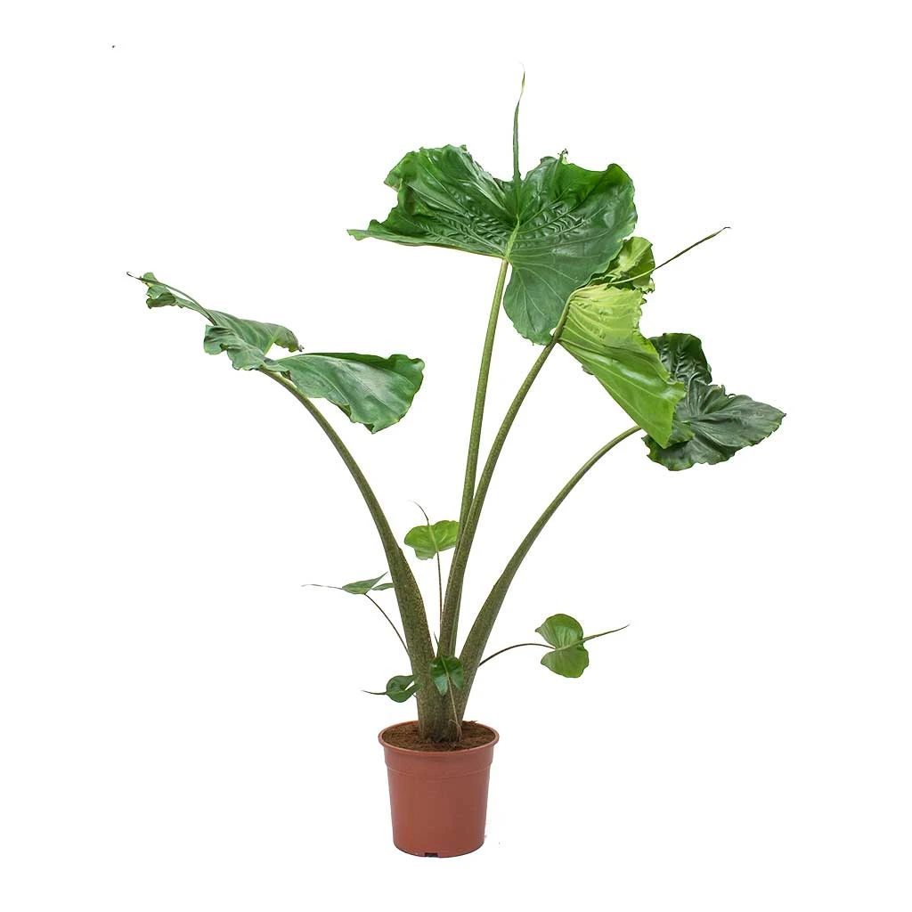 Alocasia Stingray - Elephant Ear - Image 5