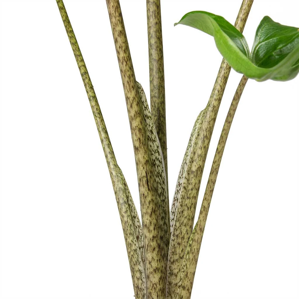 Alocasia Stingray - Elephant Ear - Image 4