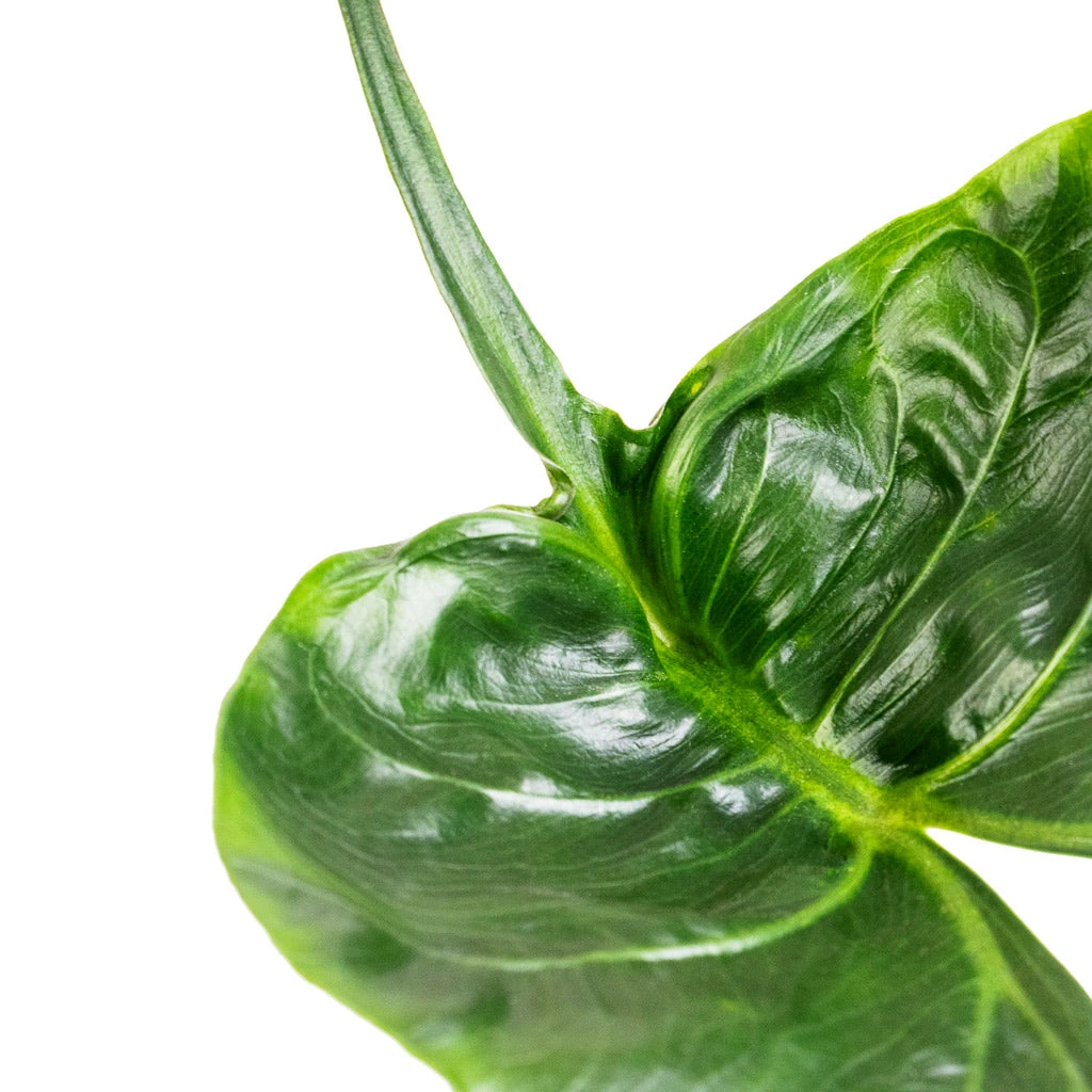 Alocasia Stingray - Elephant Ear - Image 6