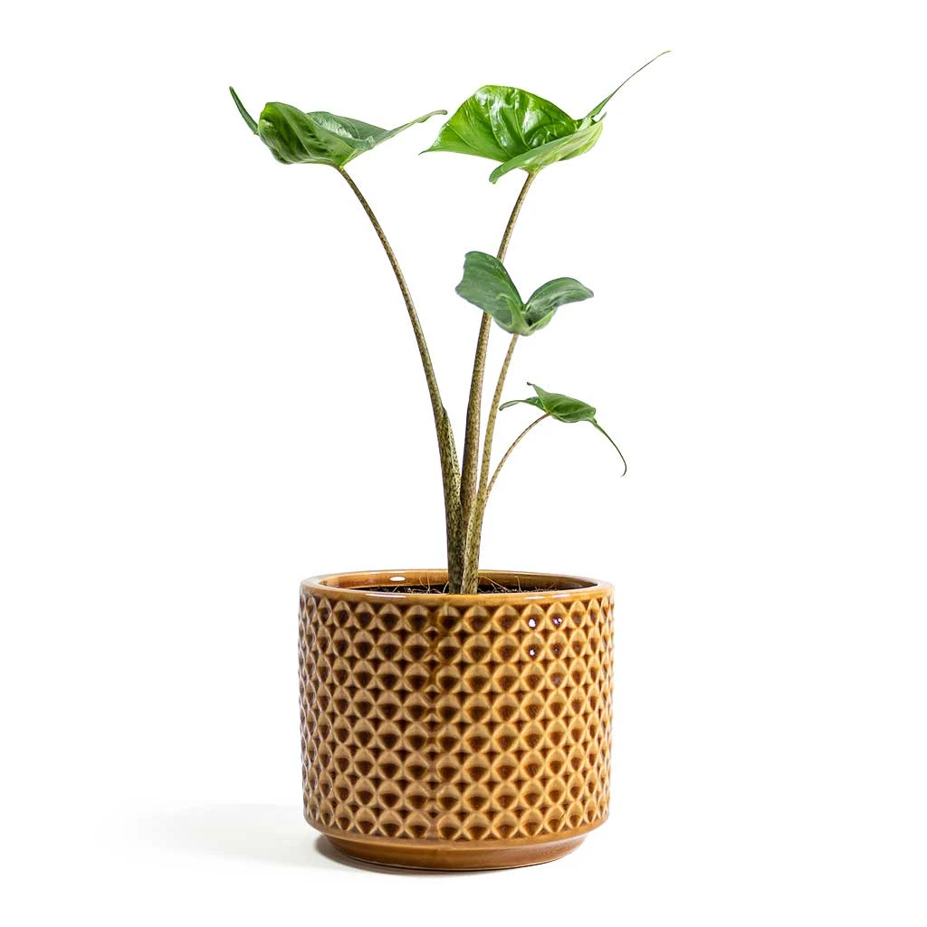 Alocasia Stingray - Elephant Ear - Image 11