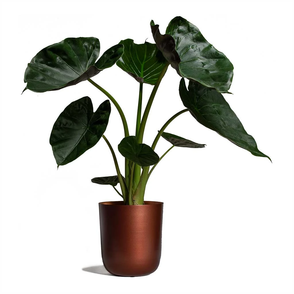 Alocasia Wentii - Hardy Elephant Ear - Image 10
