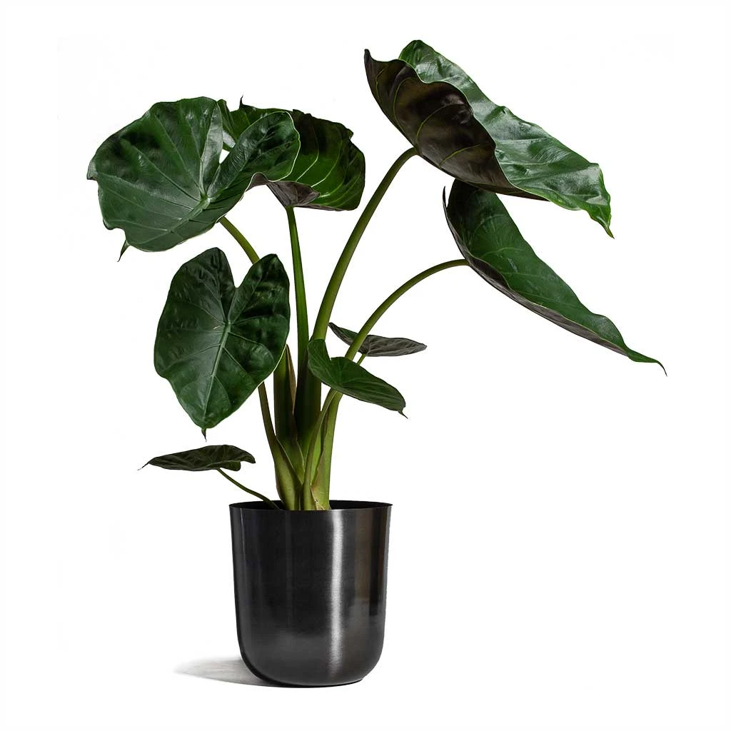 Alocasia Wentii - Hardy Elephant Ear - Image 11