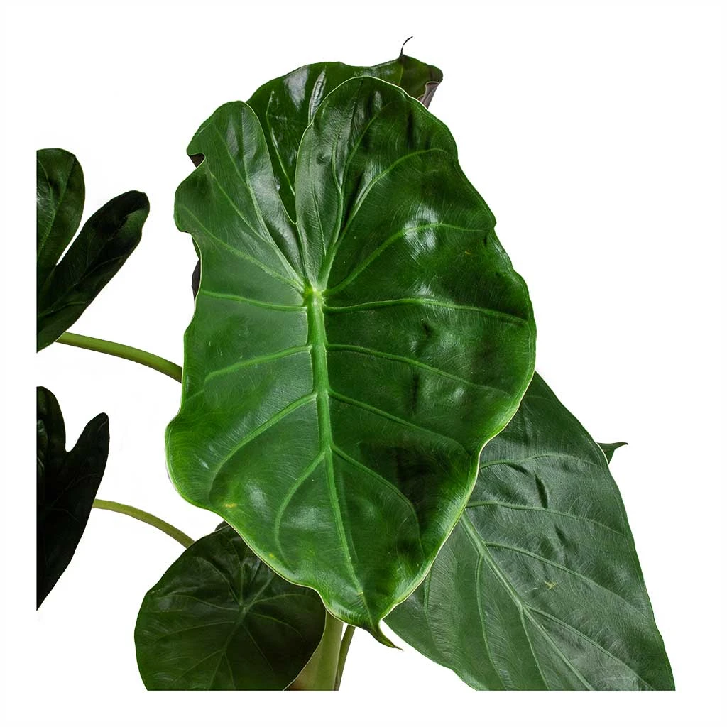 Alocasia Wentii - Hardy Elephant Ear - Image 2