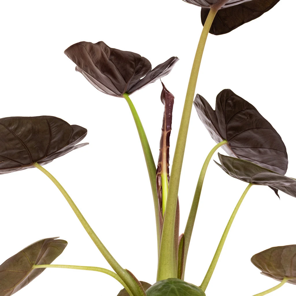 Alocasia Wentii - Hardy Elephant Ear - Image 4