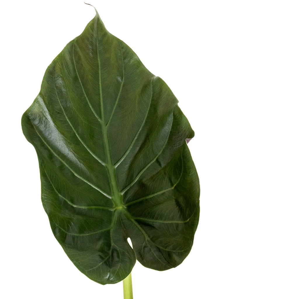 Alocasia Wentii - Hardy Elephant Ear - Image 7
