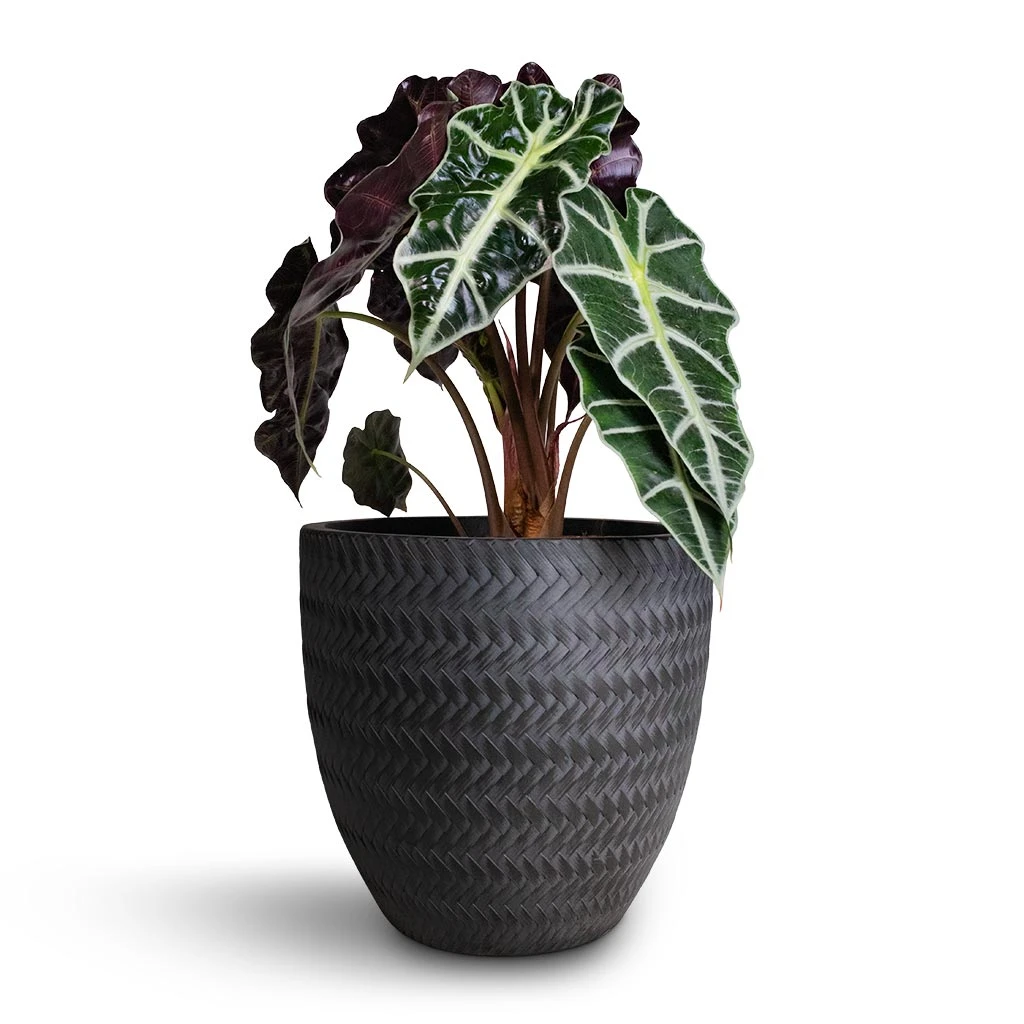 Alocasia Amazonica Polly - Elephant Ear - Image 7