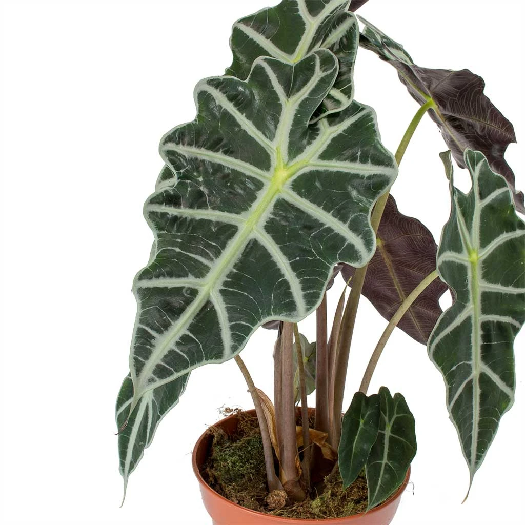 Alocasia Amazonica Polly - Elephant Ear - Image 10